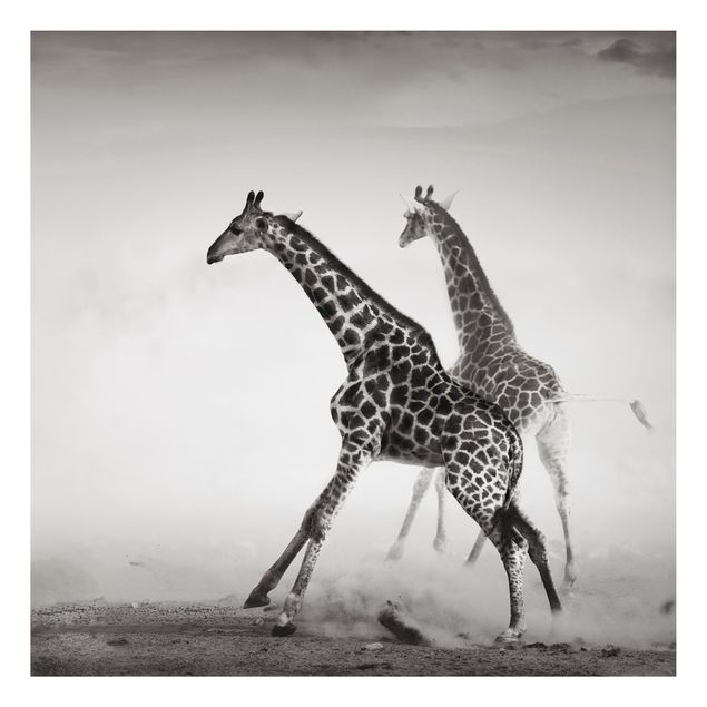 Print on aluminium - Giraffe Hunt