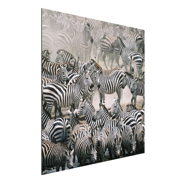 Aluminium dibond Zebra Herd