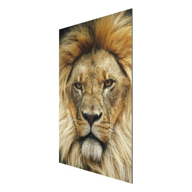 Print on aluminium - Wisdom Of Lion