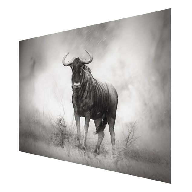 Print on aluminium - Staring Wildebeest