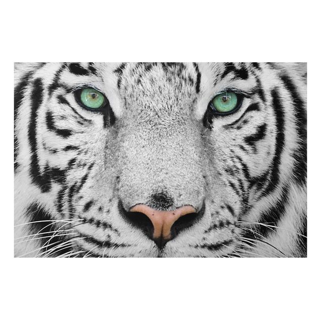 Print on aluminium - White Tiger
