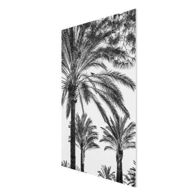 Print on forex - Palm Trees At Sunset Black And White
