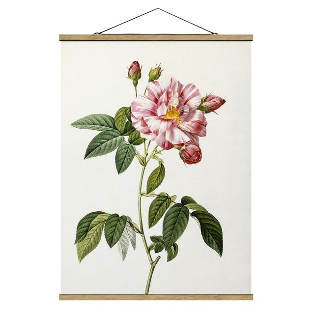 Fabric print with poster hangers - Pierre Joseph Redoute - Pink Gallica Rose