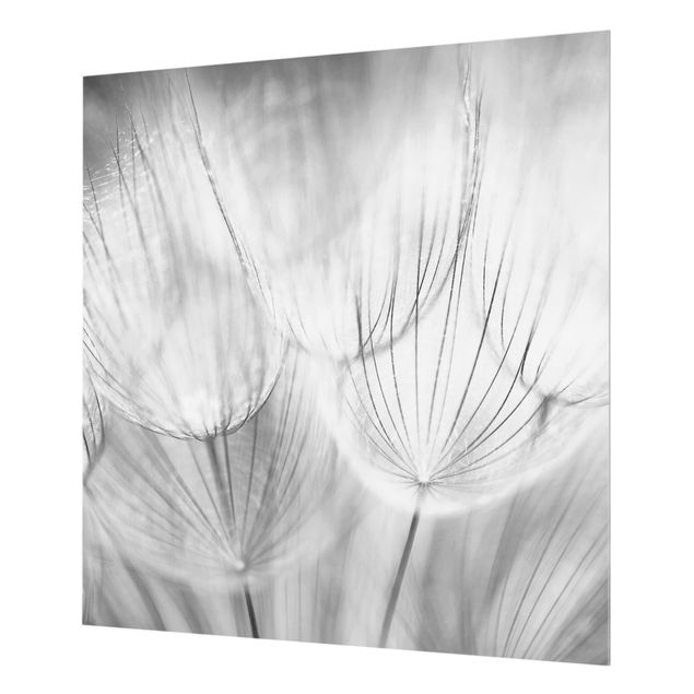 Glass Splashback - Dandelions Macro Shot In Black And White - Square 1:1