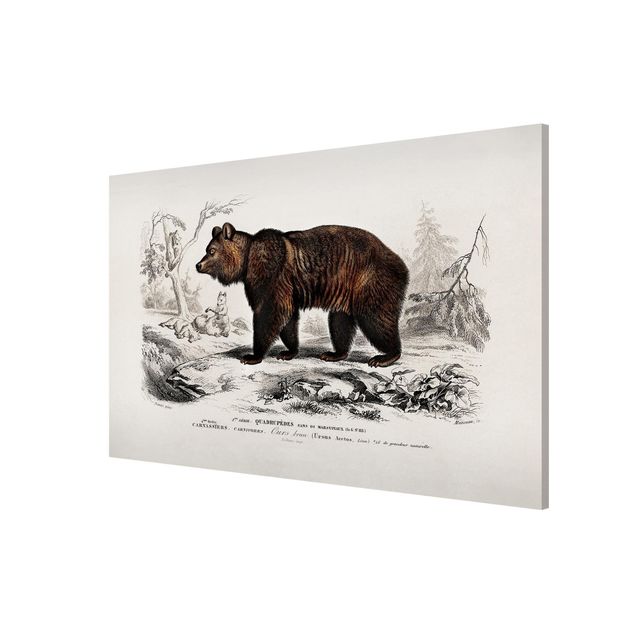 Magnetic memo board - Vintage Board Brown Bear