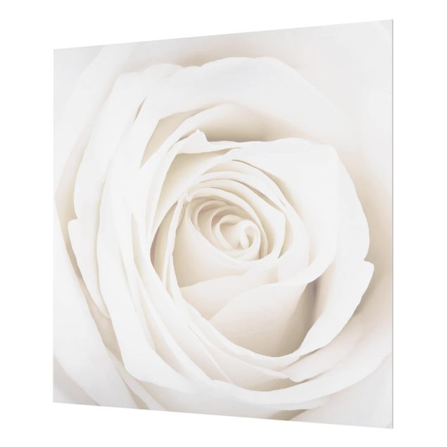 Glass Splashback - Pretty White Rose - Square 1:1