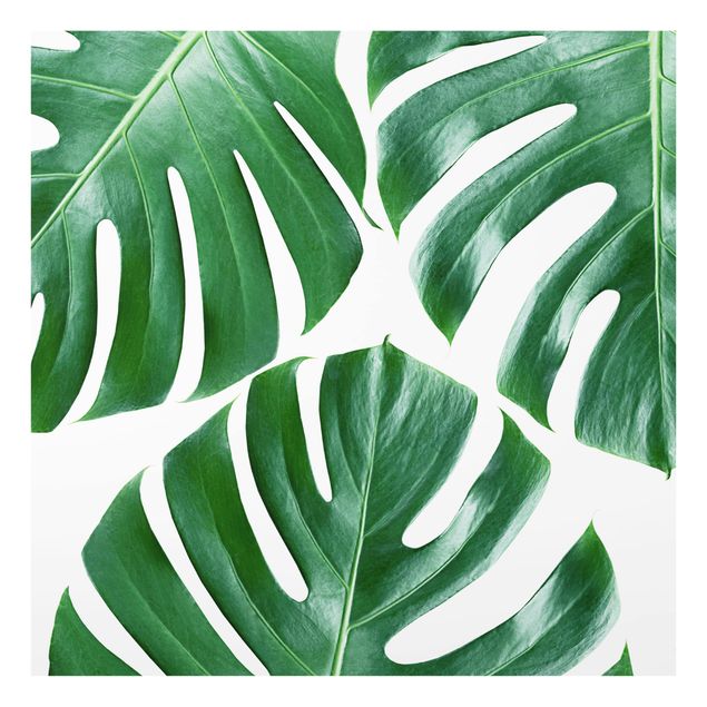 Glass Splashback - Tropical Green Leaves Monstera - Square 1:1