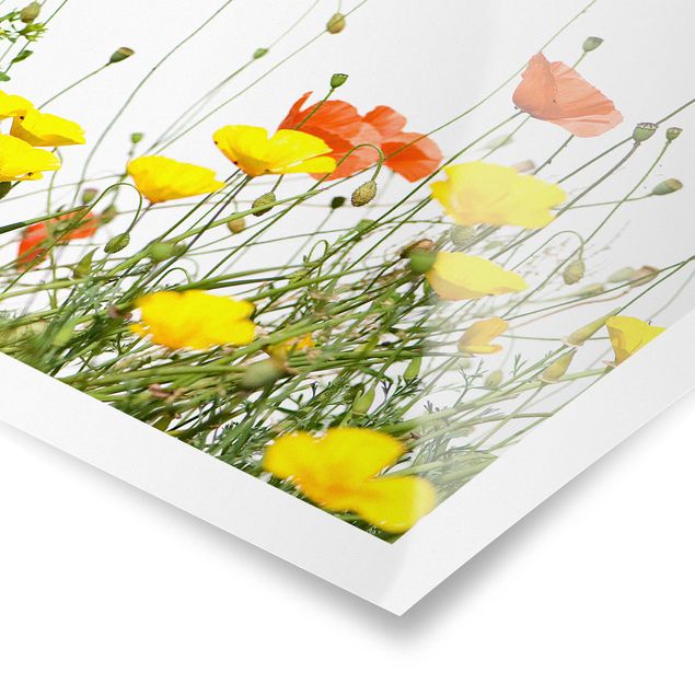 Poster - Wild Flowers