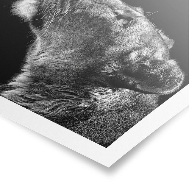 Poster - Portrait Of A Lioness