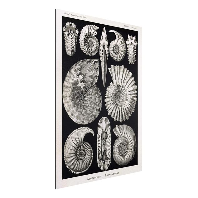 Aluminium dibond Vintage Board Fossils Black And White