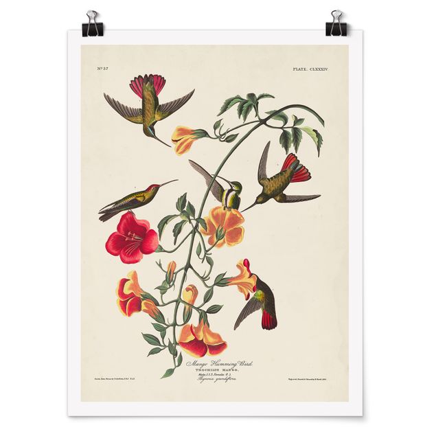 Poster - Vintage Board Mango Hummingbirds