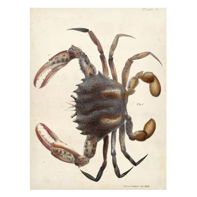Magnetic memo board - Vintage Illustration Crab