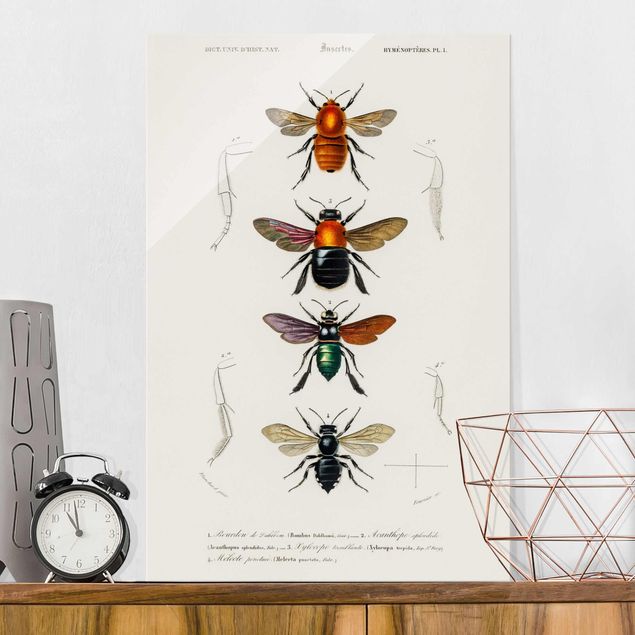 Magnettafel Glas Vintage Board Insects