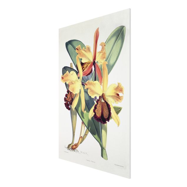 Print on forex - Walter Hood Fitch - Orchid