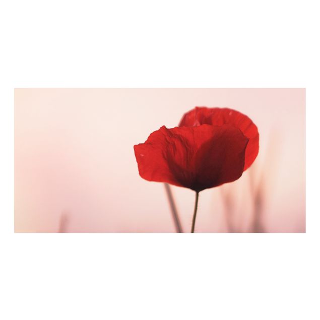 Splashback - Poppy Flower In Twilight - Landscape format 2:1