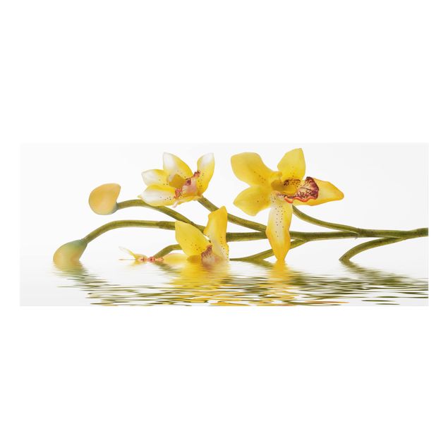 Splashback - Saffron Orchid Waters