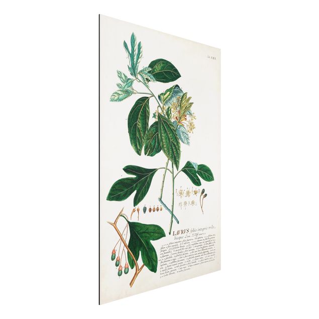 Alu dibond Vintage Botanical Illustration Laurel