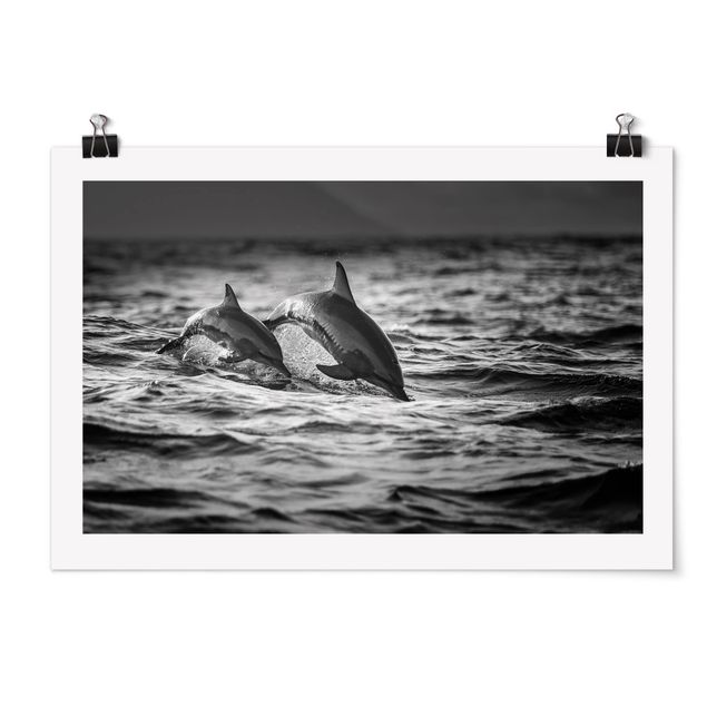 Poster - Two Jumping Dolphins
