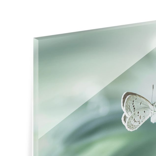 Butterfly And Dew Drops In Green Panoramic Glass Splashback HxW 40cm x 100cm 