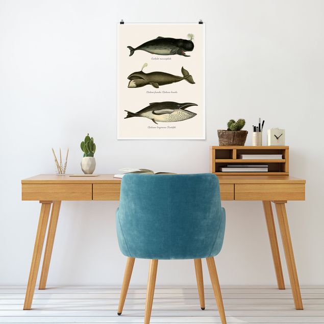 Poster - Three Vintage Whales
