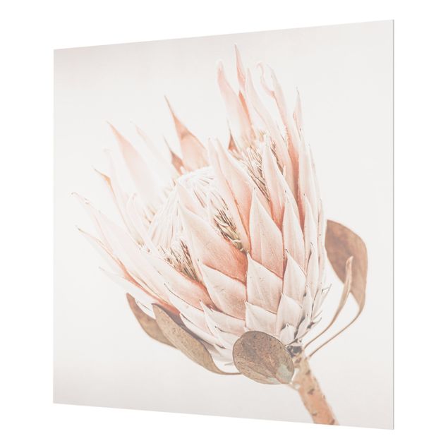 Splashback - Protea Queen Of Flowers - Square 1:1