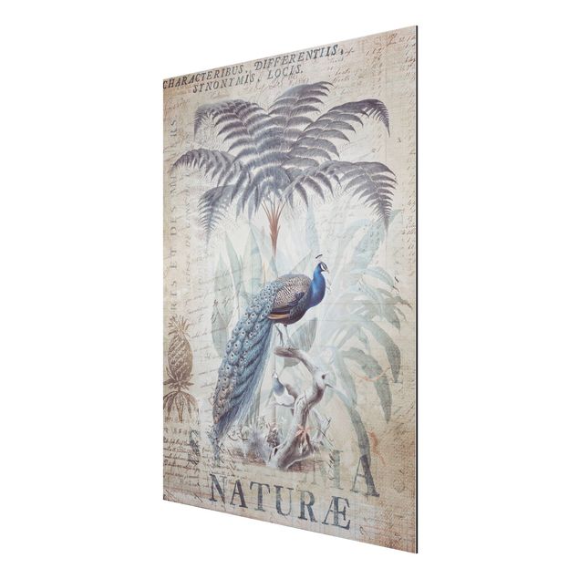 Print on aluminium - Shabby Chic Collage - Peacock