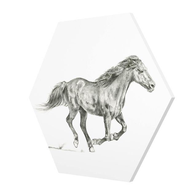 Forex hexagon - Wild Horse Trial - Mare
