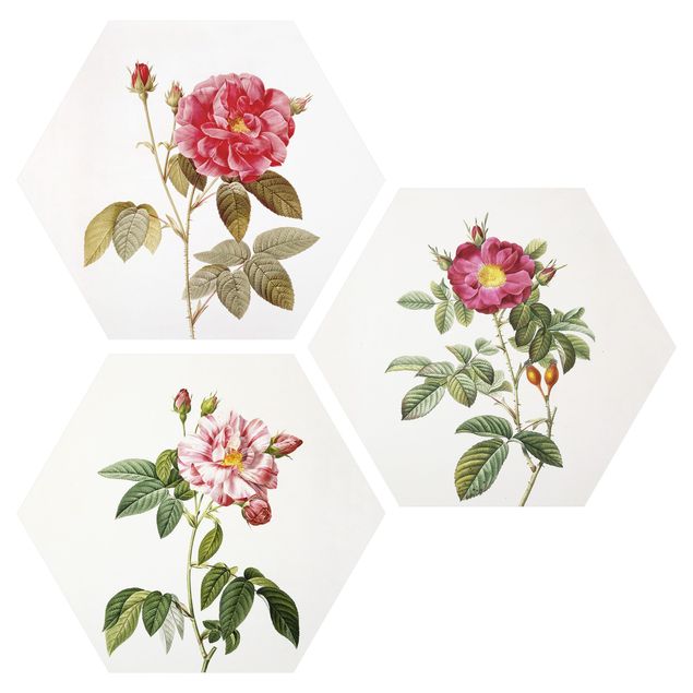 Alu-Dibond hexagon - Pierre Joseph Redouté - Roses