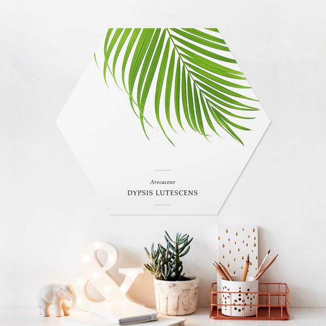 Forex hexagon - Tropical Leaf Areca Palm