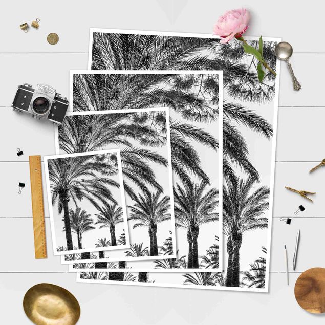 Poster - Palm Trees At Sunset Black And White