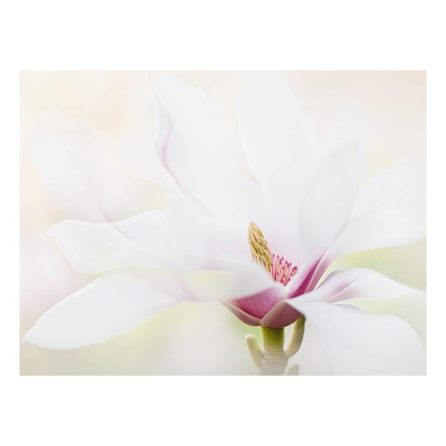Glass Splashback - Delicate Magnolia Blossom - Landscape 3:4