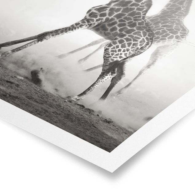 Poster animals - Giraffe Hunt