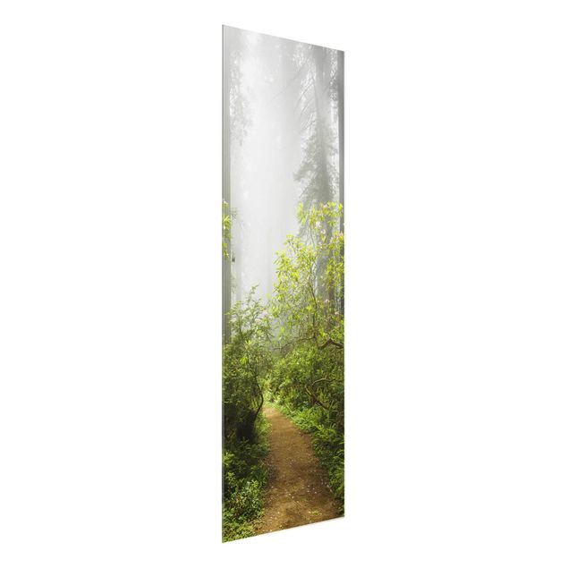 Glass print - Misty Forest Path
