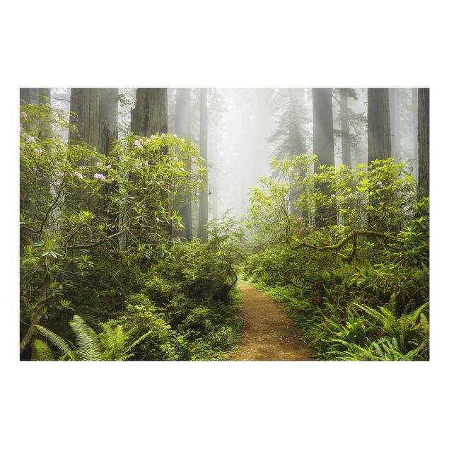 Glass print - Misty Forest Path