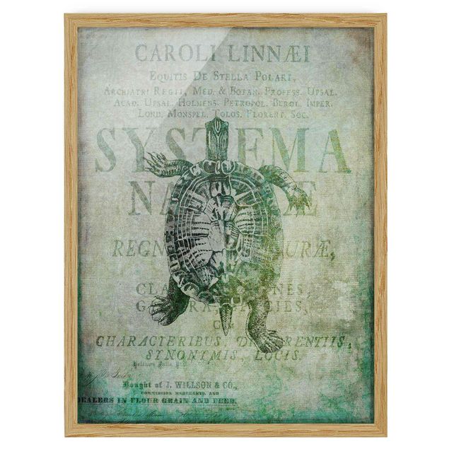 Framed poster - Vintage Collage - Antique Turtle