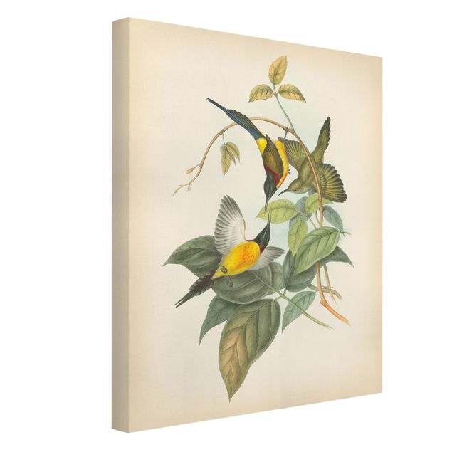 Print on canvas - Vintage Illustration Tropical Birds IV