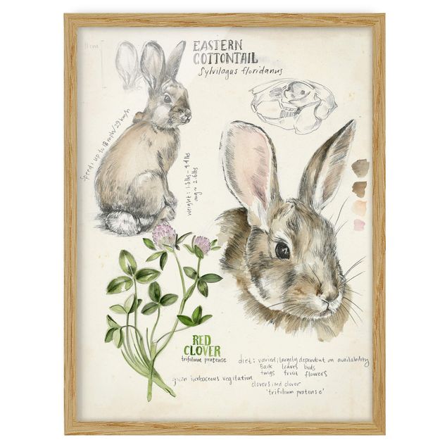 Framed poster - Wilderness Journal - Rabbit