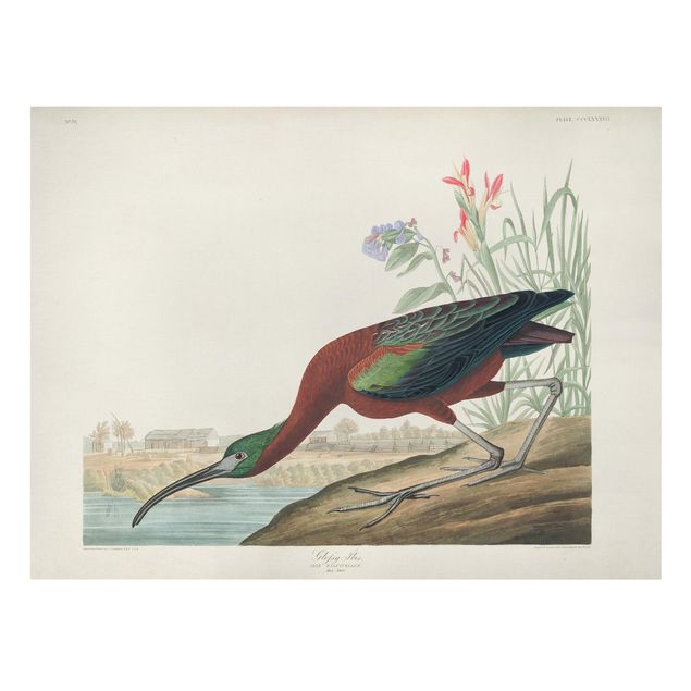 Print on canvas - Vintage Board Brown Ibis