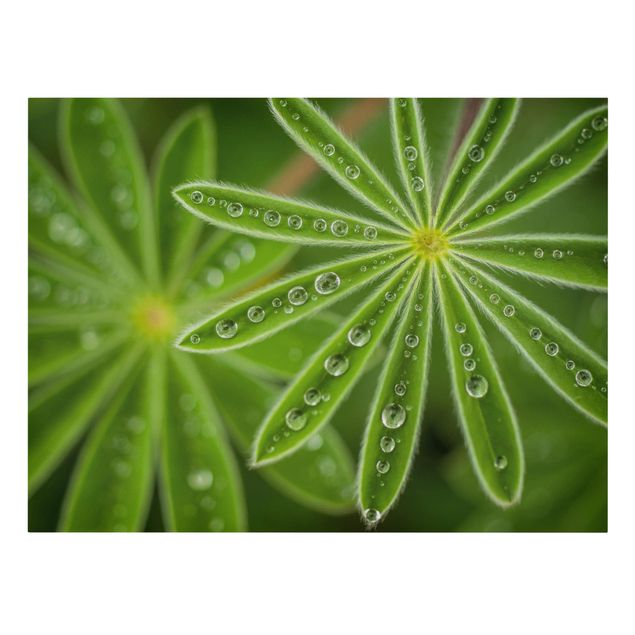 Print on canvas - Morning Dew On Lupine Leaves