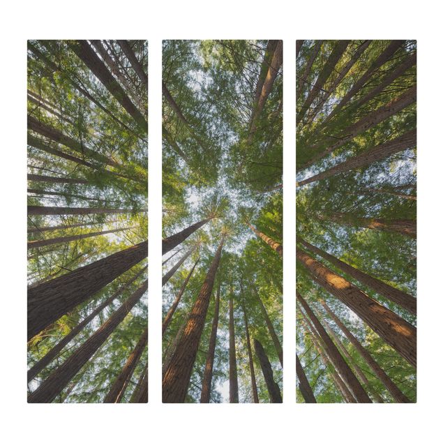 Print on canvas 3 parts - Sequoia Tree Tops