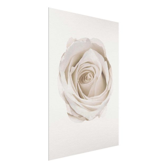 Glass print - WaterColours - Pretty White Rose
