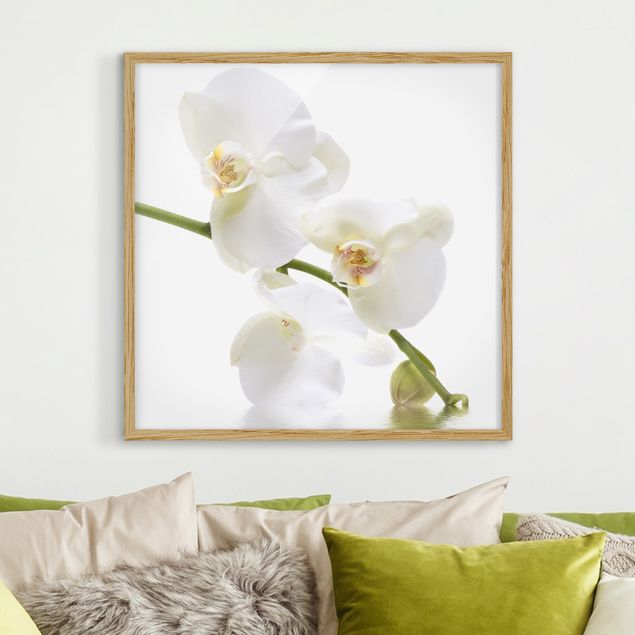 Framed poster - White Orchid Waters