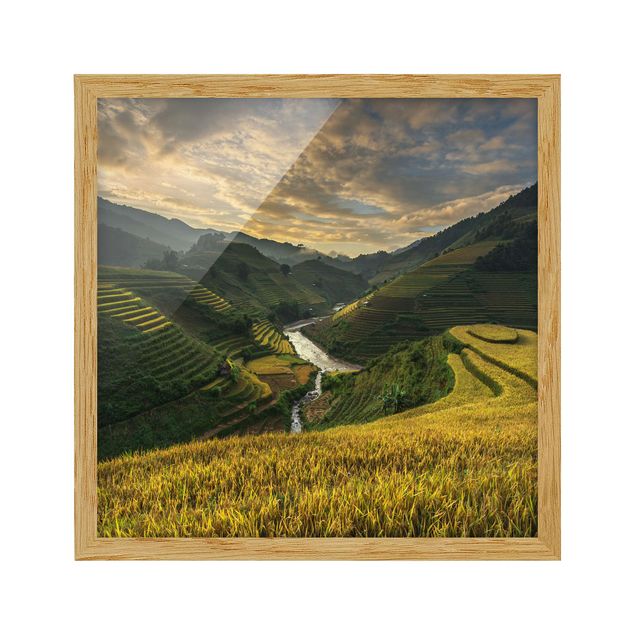 Framed poster - Rice Plantations In Vietnam