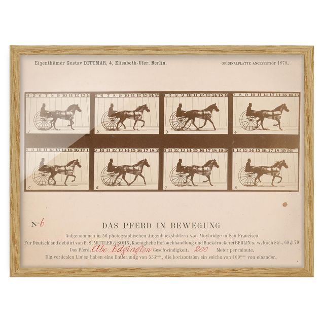 Framed poster - Eadweard Muybridge - The horse in Motion