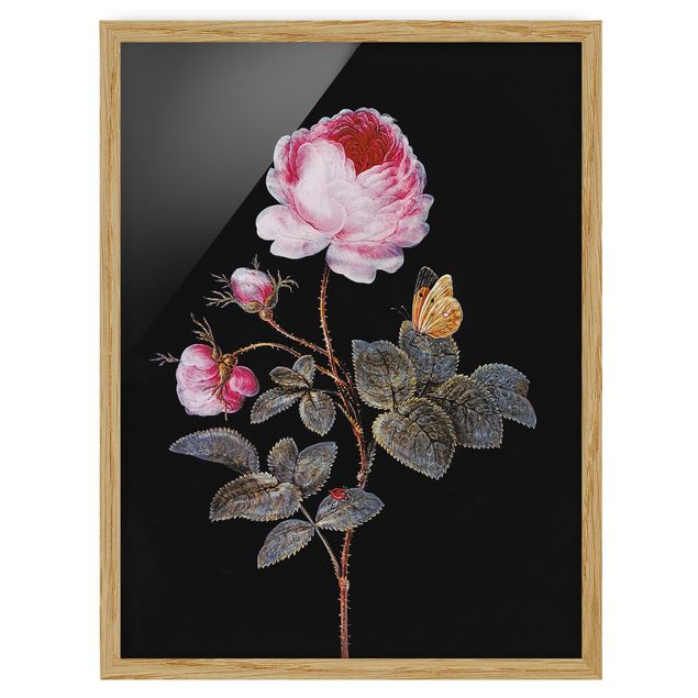 Framed poster - Barbara Regina Dietzsch - The Hundred-Petalled Rose