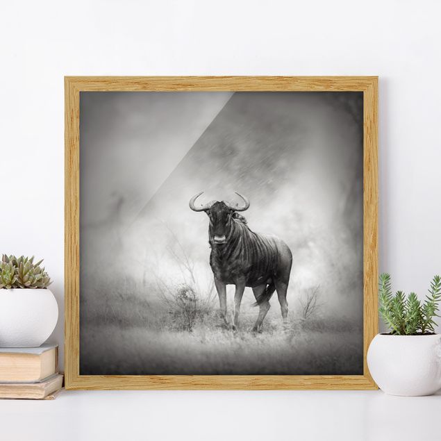 Framed poster - Staring Wildebeest