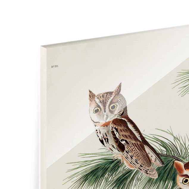 Glass print - Vintage Board Screech Owl