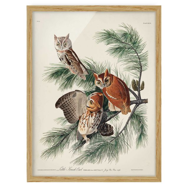 Framed poster - Vintage Board Screech Owl
