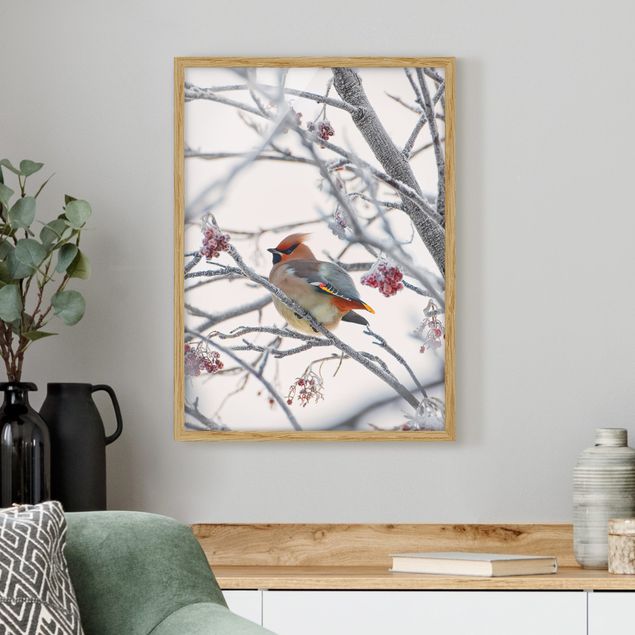 Framed poster - Waxwing on a Tree