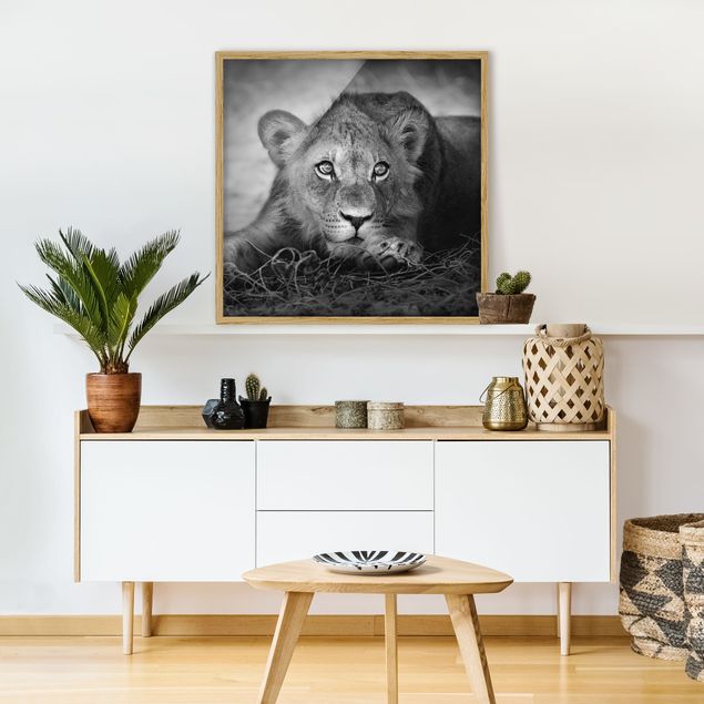 Framed poster - Lurking Lionbaby